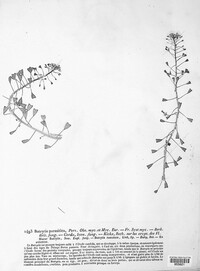 Botrytis tulipae image